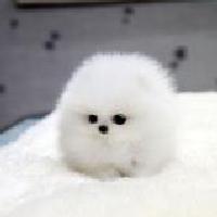 萌宠界头像