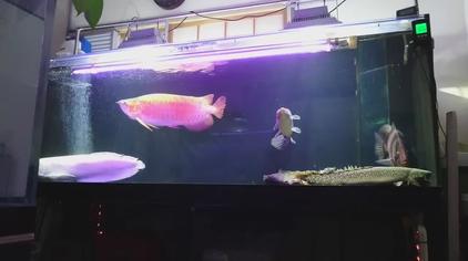 十间鱼混养恐龙鱼 西瓜视频