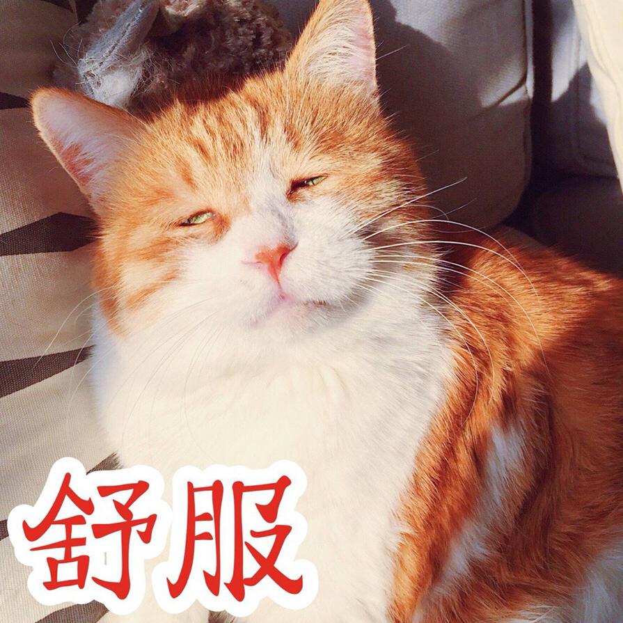 胖橘猫二毛的个人主页 西瓜视频