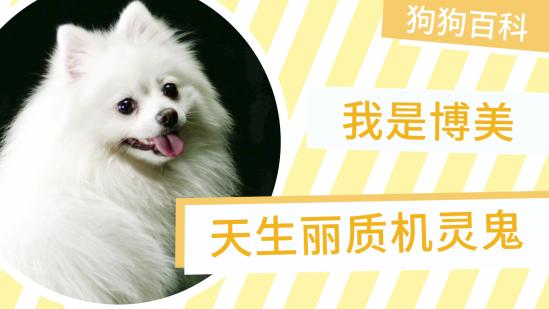 小型德国狐狸犬图片 西瓜视频