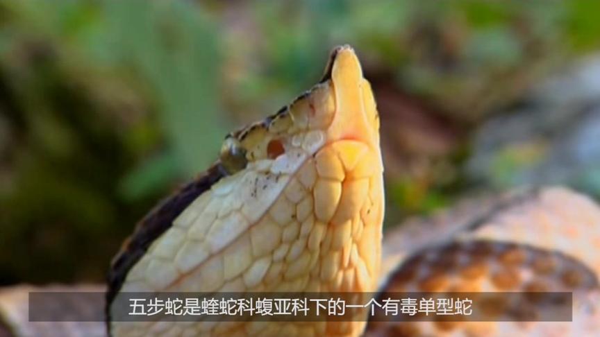 尖吻蝮 尖吻蝮 头条百科