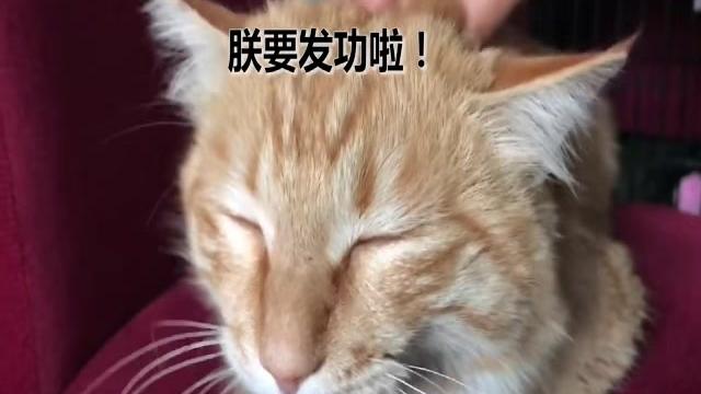 橘猫是不是古埃及神猫 西瓜视频