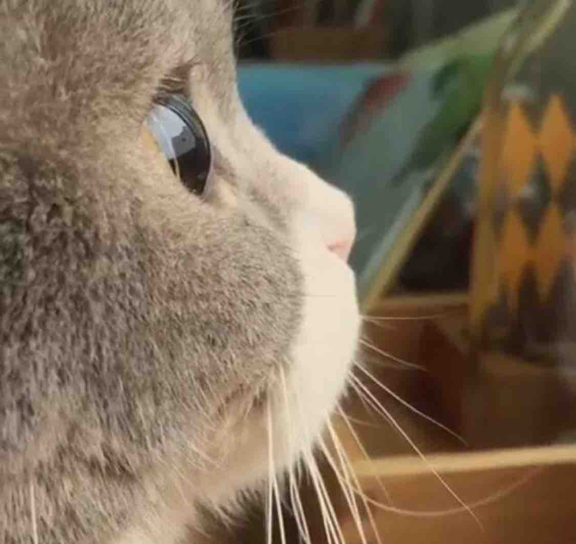 用户脸猫哥头像