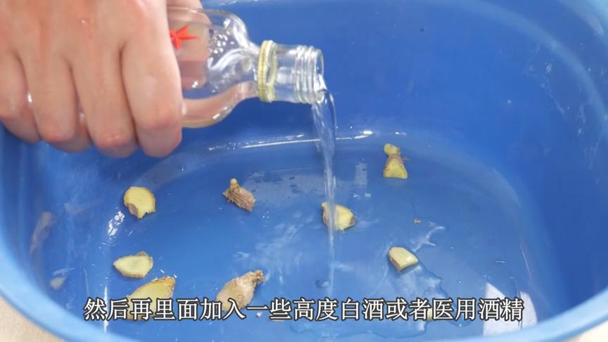 花椒生姜水洗头的功效 西瓜视频