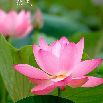 筱馨头像