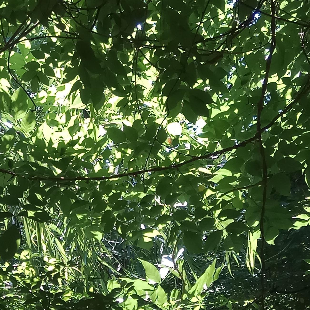 青葙子止头像