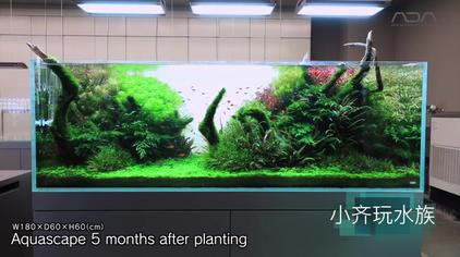 Ada水草造景 西瓜视频 Ada水草造景 西瓜视频