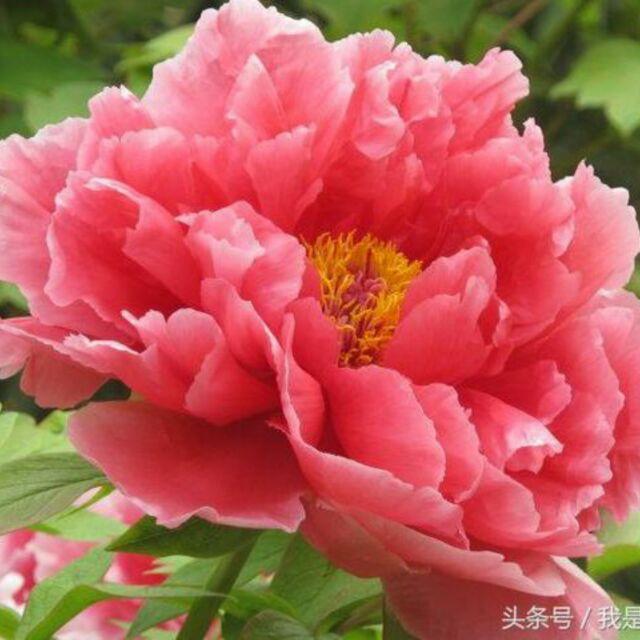 一支红花独秀1头像