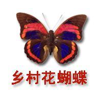 乡村花蝴蝶头像
