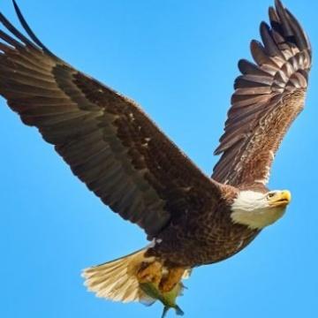 鹰击长空2368425头像