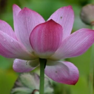 出水芙蓉52344头像