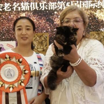 鲅鱼圈猫咪头像