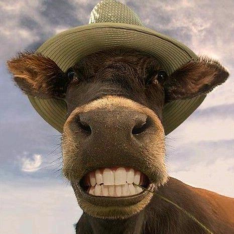 驴搞笑头像图片