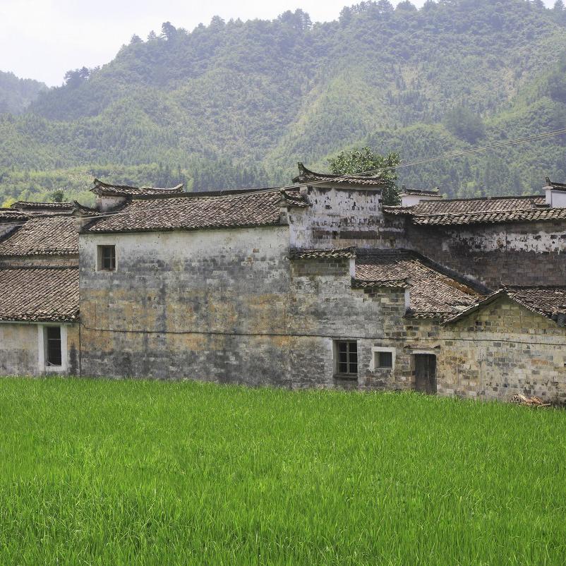 丛林阿深头像