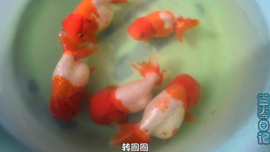 大肚子小金鱼的品种 西瓜视频