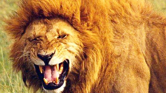 实拍,一只狮子的怒吼,你怕了吗?相信这是你从未见过的