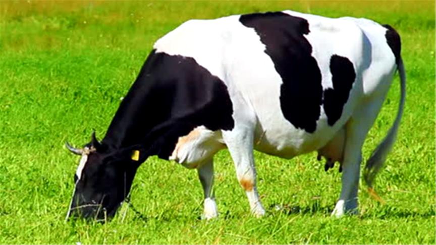 草地模拟器Grass Simulator 鲤鱼Ace