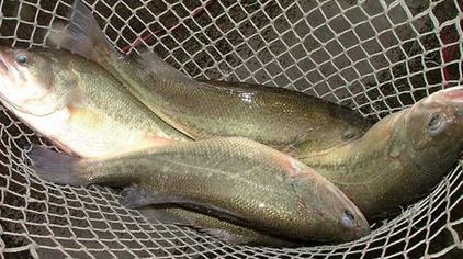 鱼鳃发红什么病了 西瓜视频