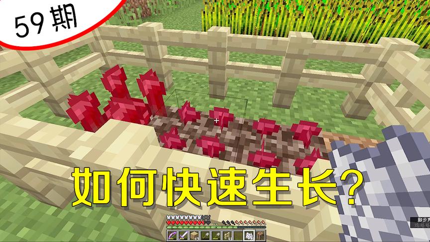 我的世界阿阳59：仅有的三株地狱疣如何快速生长？我愁白了头！
