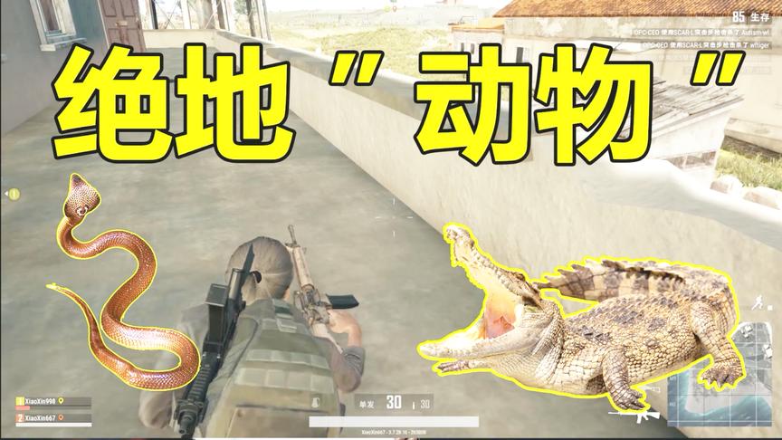 绝地求生：玩家建议水中加入鳄鱼，专门寻找游泳的“水鬼”！
