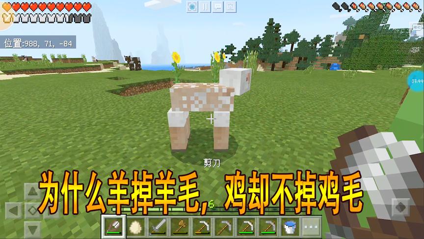 我的世界15：为什么羊可以掉羊毛，鸡却不能掉鸡毛呢