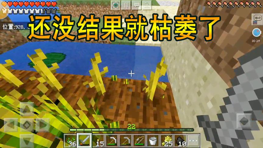我的世界20：这种子是假的吧，还没结果就枯萎了