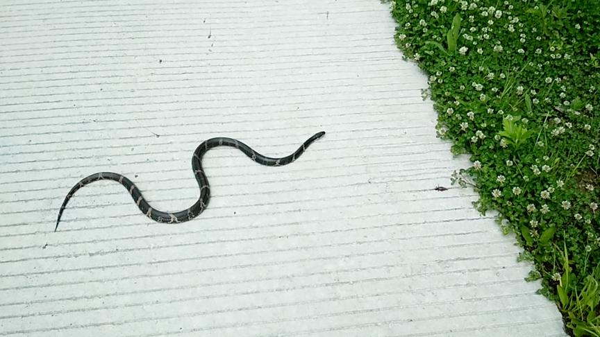 松花蛇 西瓜视频