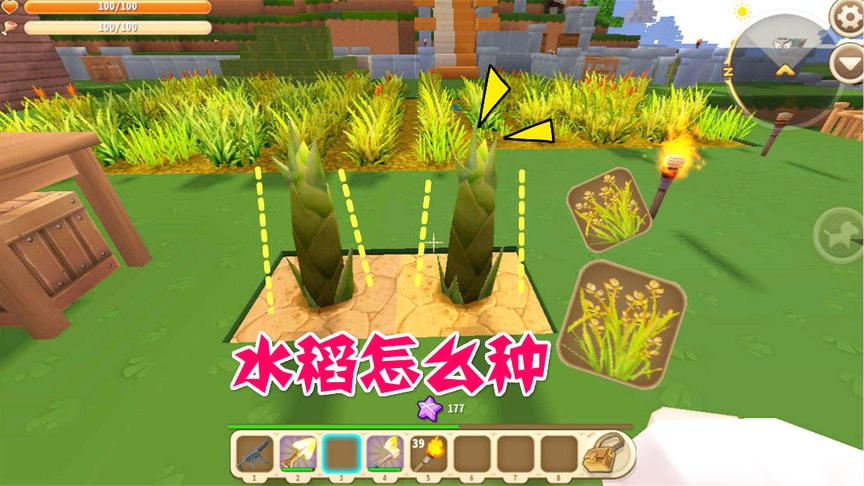 迷你世界：在门前麦田边缘挖了两个坑，种上了竹笋会长成什么样？