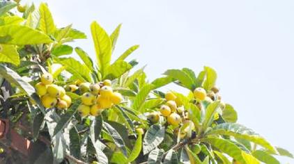 枇杷寓意 西瓜视频