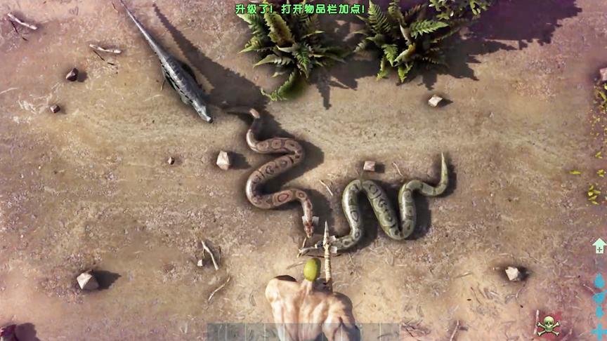 方舟生存进化：地上出现两条凶猛的巨蟒，掉下去能顺利逃跑么？