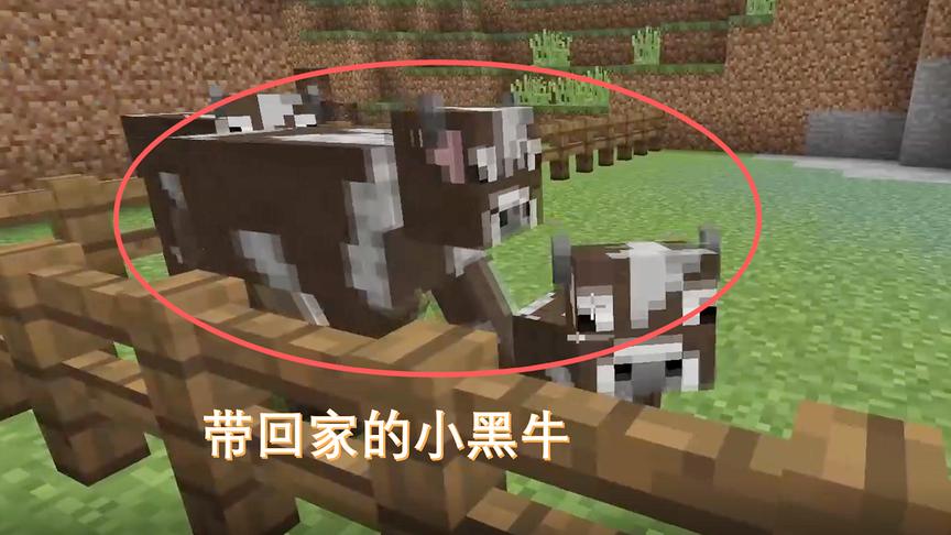 我的世界07：在野外带回两头牛，给它们吃了很多小麦才生下牛宝宝