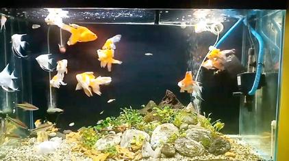 金鱼跟热带鱼混养 西瓜视频