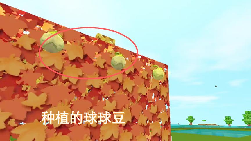 迷你世界230：听说企鹅喜欢球球豆，我就种植了很多球球豆