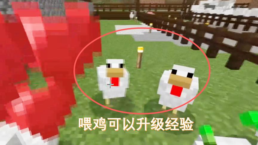 我的世界49：喂鸡和羊可以增加经验，我也是才知道