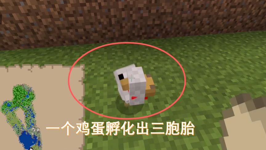 我的世界53：我用鸡蛋孵小鸡，一下子孵出来了三胞胎