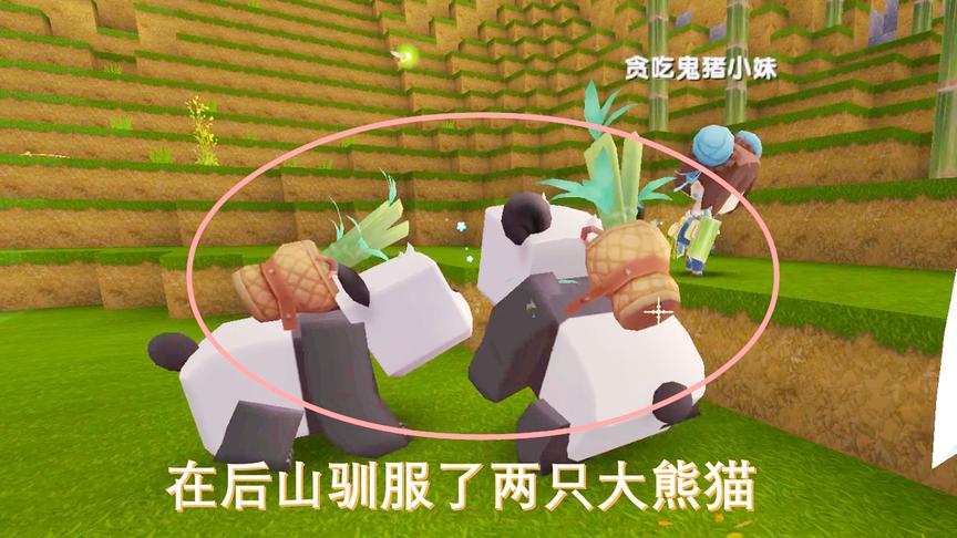 迷你世界联机04：我和猪小妹在后山的竹林，驯服了两只大熊猫