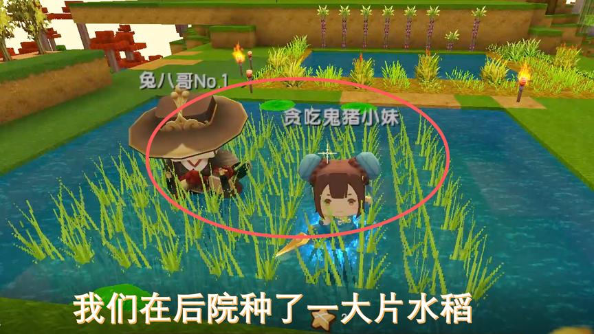 迷你世界联机18：我们在后院种了很多水稻，以后就有大米饭吃了