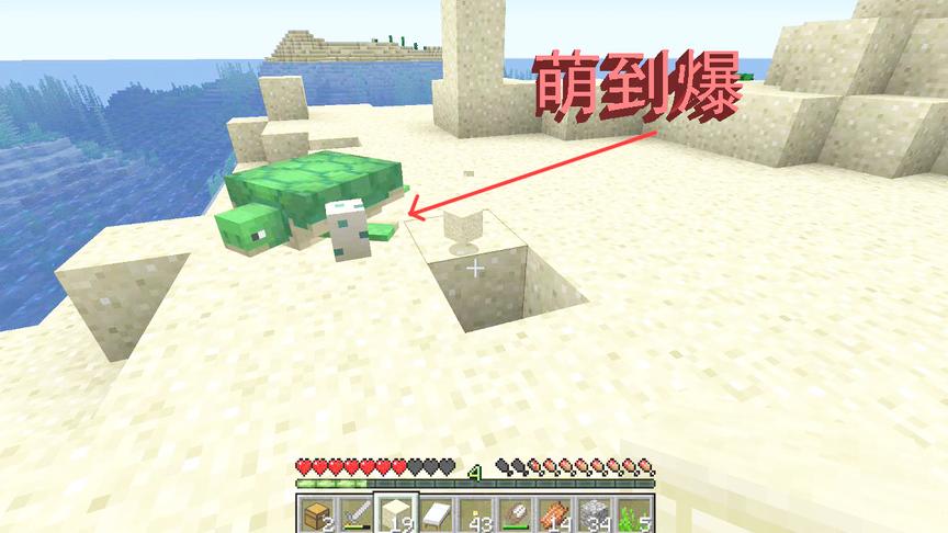 我的世界海洋版生存3：海龟产蛋的秘密，萌到爆