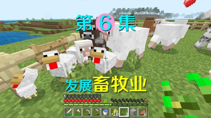 我的世界6：养殖了鸡马牛羊，阿阳我迅速进入农耕文明！