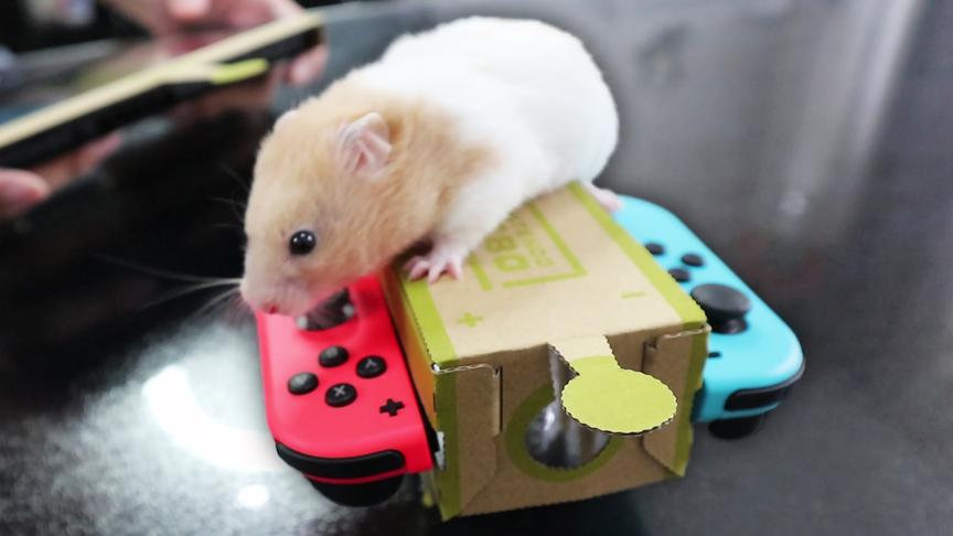 把小鼠放在任天堂labo纸板机器人上会发生什么？鲤鱼Ace