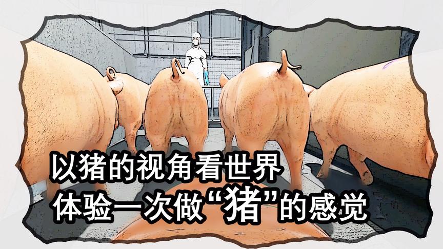 以猪的视角看世界，体验一次做猪的感觉丨红箭红