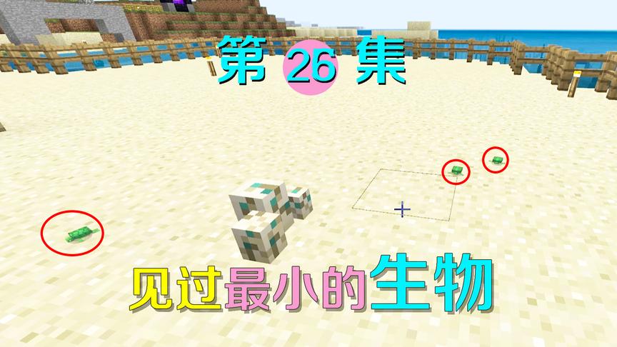 我的世界26：成功孵化出小海龟，这是我在mc中见过最小的生物了