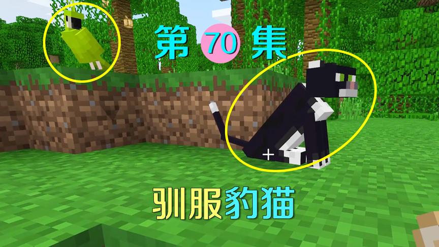 我的世界70：好不容易驯服一只豹猫，它竟一下子变成黑猫警长！