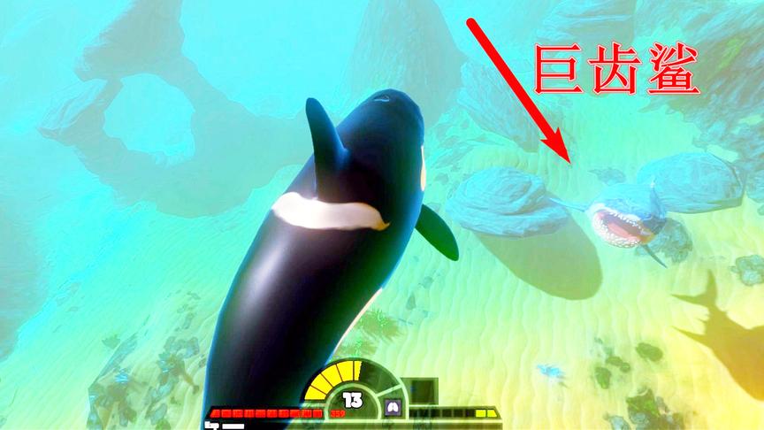 海底大猎杀 虎鲸：我能秒掉大鲨鱼，巨齿鲨：说大点声我没听见