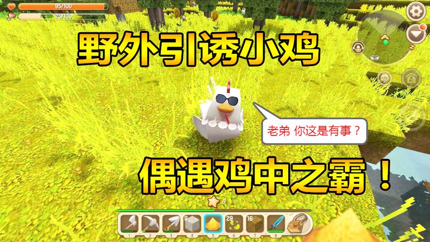 迷你世界联机生存18：野外引诱小鸡，偶遇鸡中之霸！