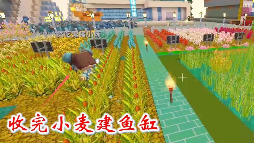 迷你世界联机353：我们收完小麦，准备在广场建几个鱼缸