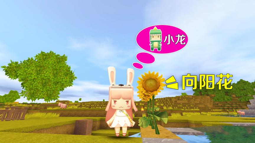 迷你世界故事：小美种了向阳花，她想和小龙一起赏花，可小龙走了