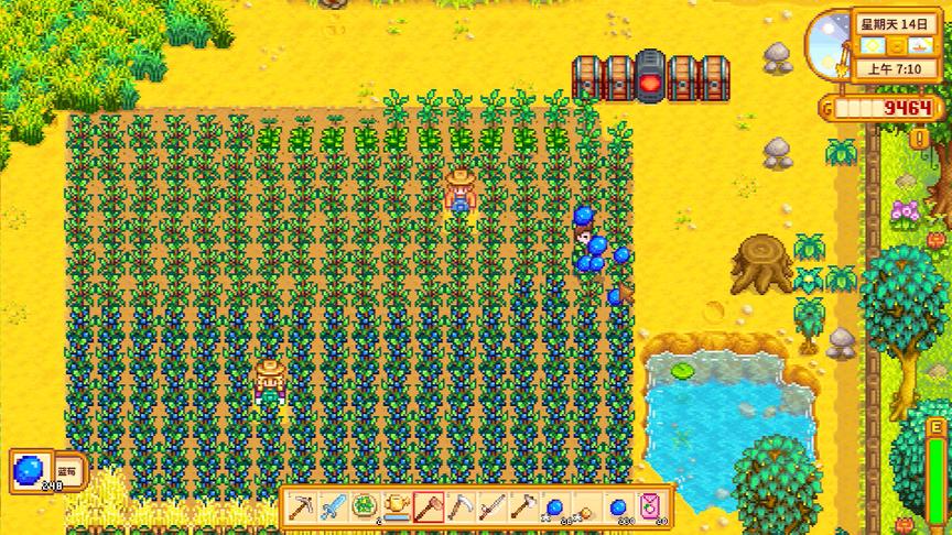 星露谷物语EP16：蓝莓终于收获了，爆发了一波终于有点钱财了