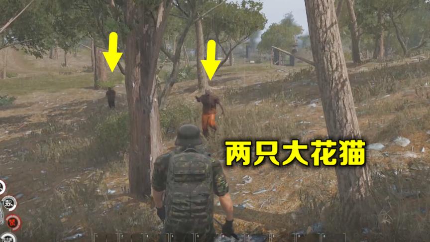 人渣Scum：遇到两只大花猫，一刀一个，别提多爽了