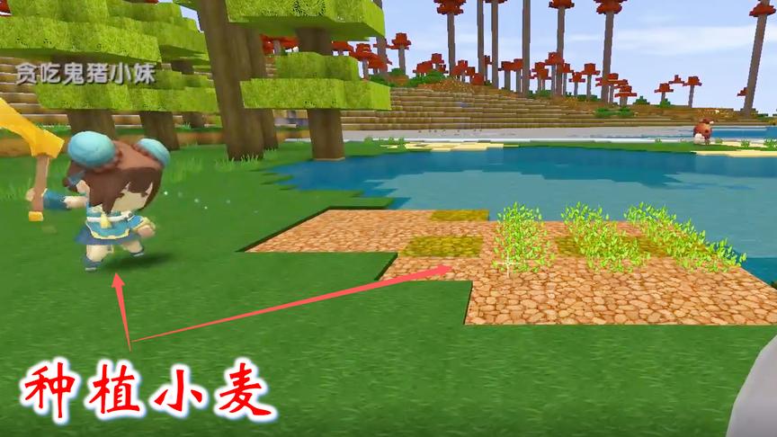 迷你世界联机高级生存8：我和猪小妹在野外，收集了许多小麦种子